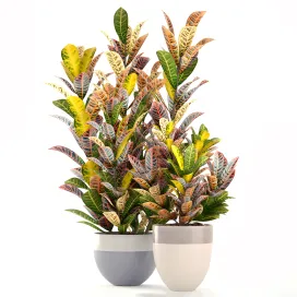 Collection of plants